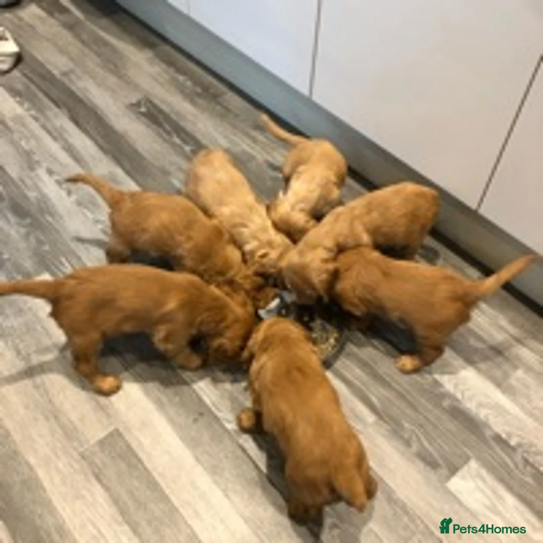 Cocker Spaniel dogs for stud: Gorgeous Red Cocker Spaniel Stud in Saint Austell - Advert 13