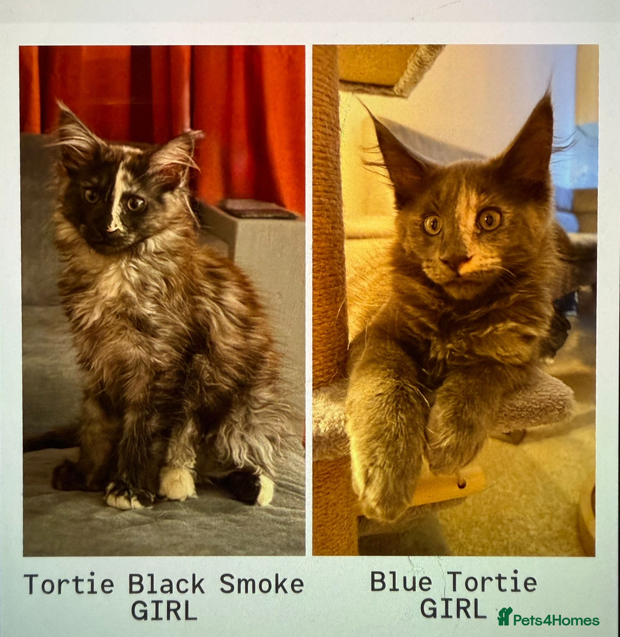 Maine Coon cats Beautiful Maine Coon Kittens ready now - Advert 3