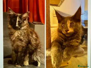 Maine Coon cats Beautiful Maine Coon Kittens ready now - Advert 3