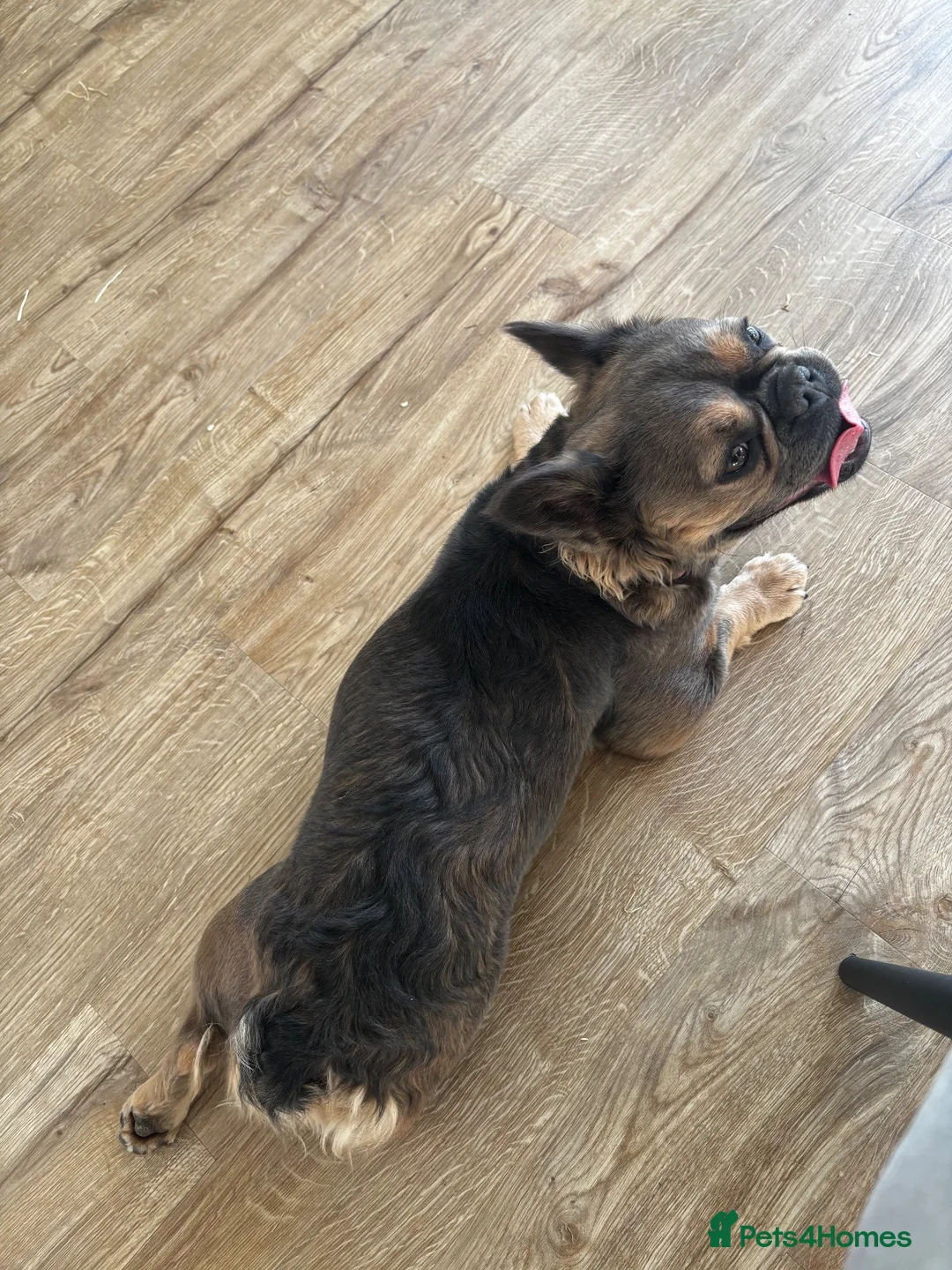 French Bulldog dogs for sale: Ariel Fluffy French bulldog - Advert 2