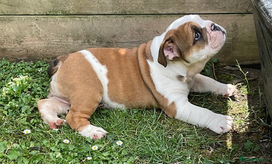 English Bulldog dogs for sale:  ENGLISH RED+WHITE MALE BULLDOG READY TO GO FRIDAY - Image 6
