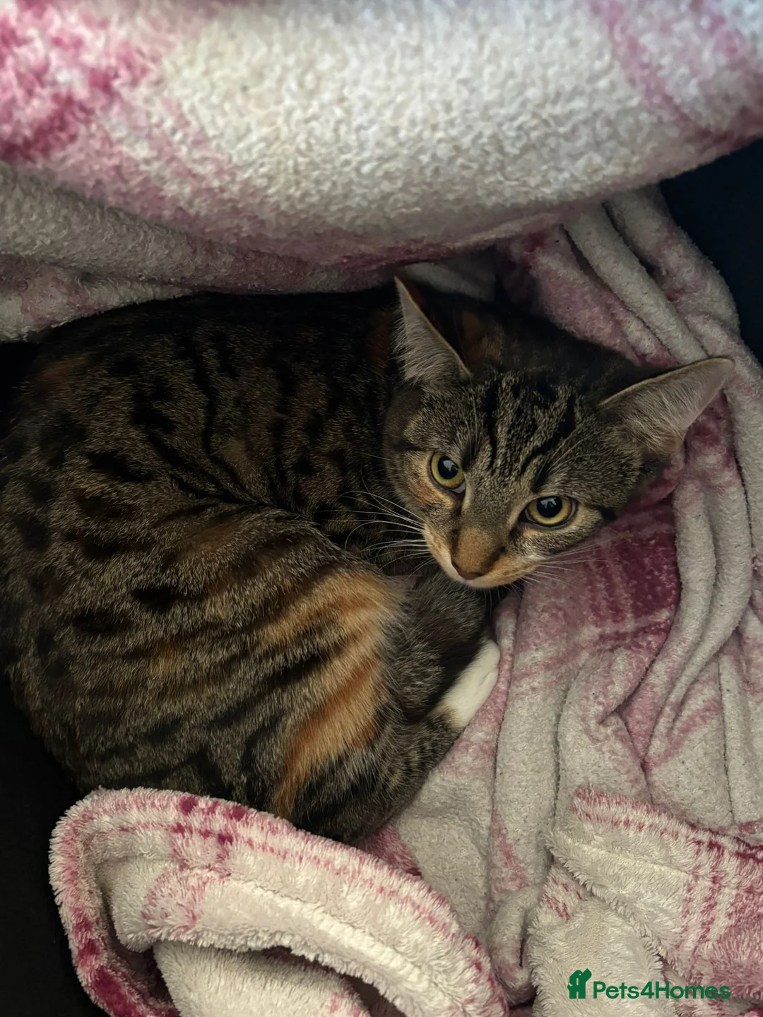 Mixed Breed cats for sale: 7 months old tabby kitten  in Peterborough - Advert 3