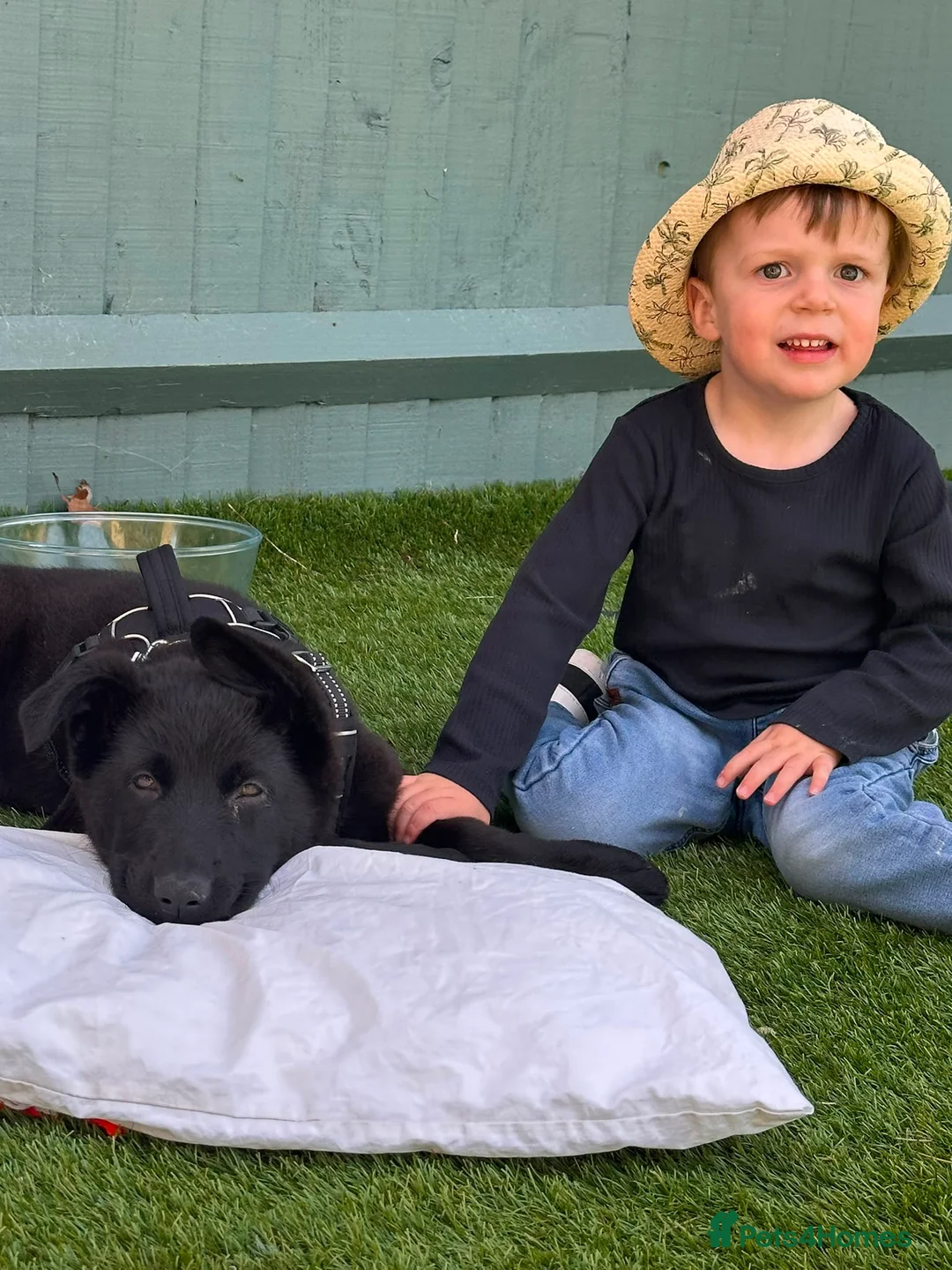 German Shepherd dogs for sale: Outstanding KC Registered German Sheppard - Advert 2