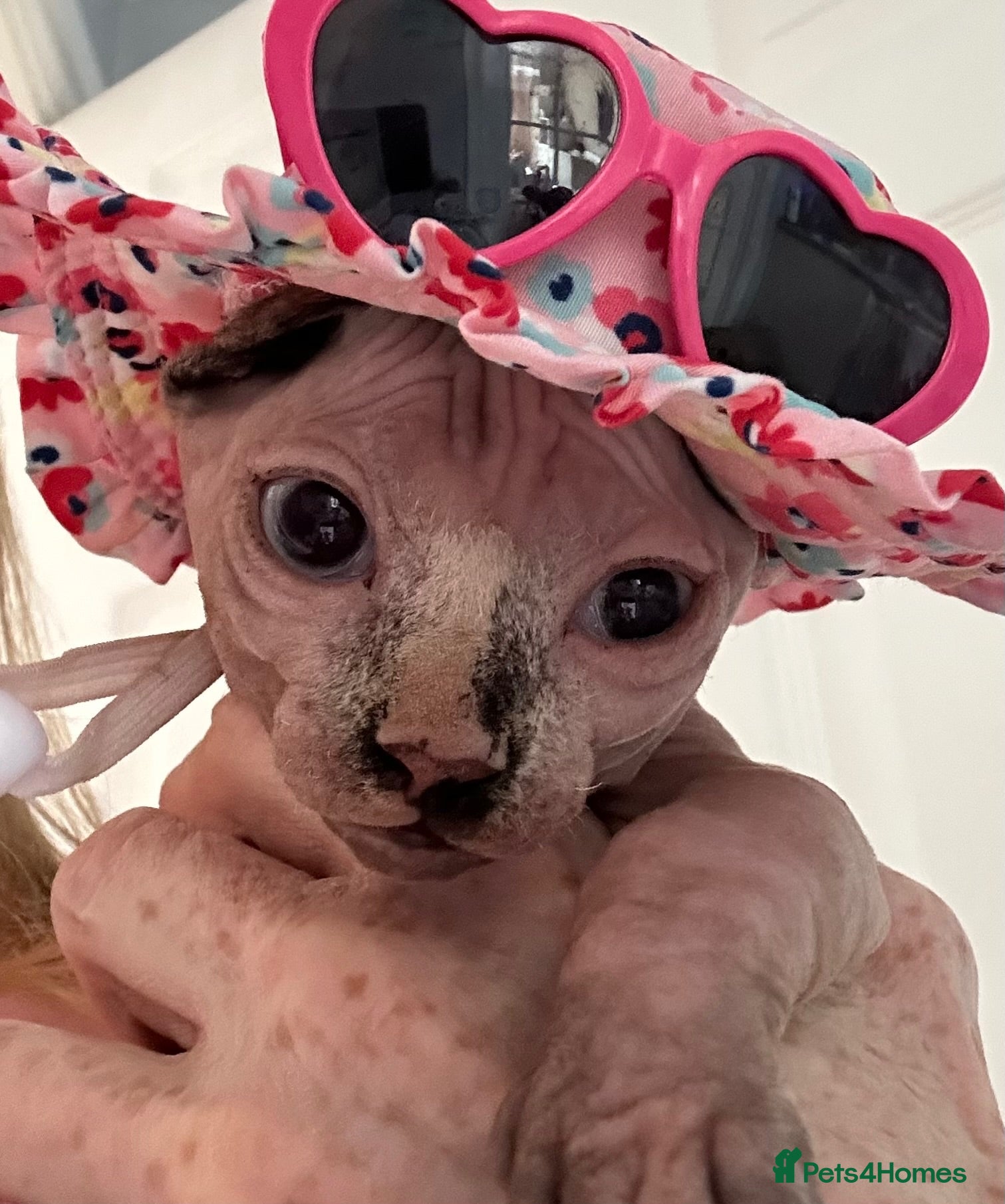 Sphynx cats Canadian sphynx kittens/bambino Ready Now ! - Advert 6