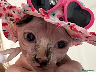 Sphynx cats Canadian sphynx kittens/bambino Ready Now ! - Advert 6