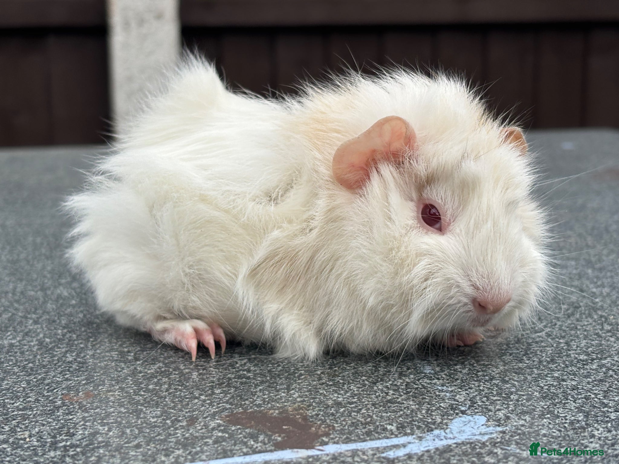 Guinea Pig rodents Swiss boars and Funky Boars  - Advert 15