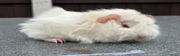 Guinea Pig rodents for sale: Swiss boars and Funky Boars  - Advert 4