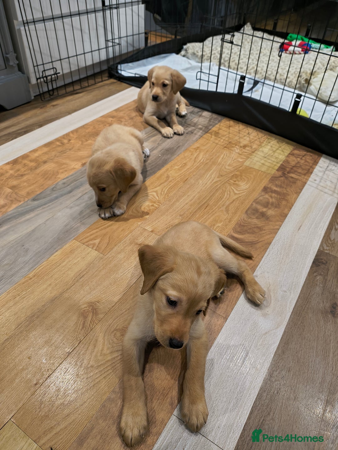 Labrador Retriever dogs for sale: Labrador  - Advert 9