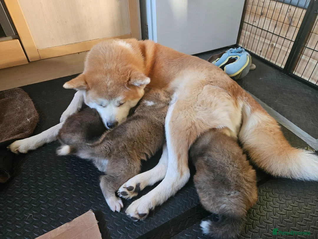 Japanese Akita Inu dogs for sale: Last Remaining Girl - RKC Registered - Advert 8