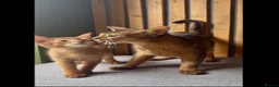Abyssinian cats for sale: Stunning GCCF Abyssinian kittens - Advert 10