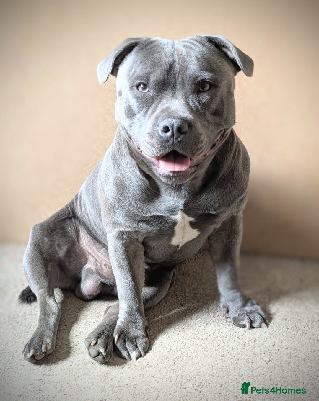 Staffordshire Bull Terrier dogs for sale: Blue Staffordshire Bull Terrier puppies, KC reg. - Image 6