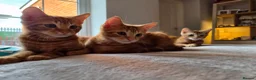 Mixed Breed cats for sale: 3 male ginger kittens ready for rehoming in Kidderminster - Advert 18