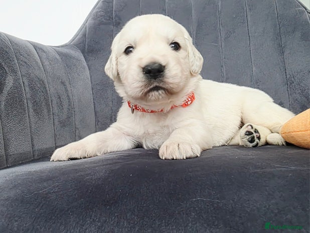 Golden Retriever dogs - Advert 1