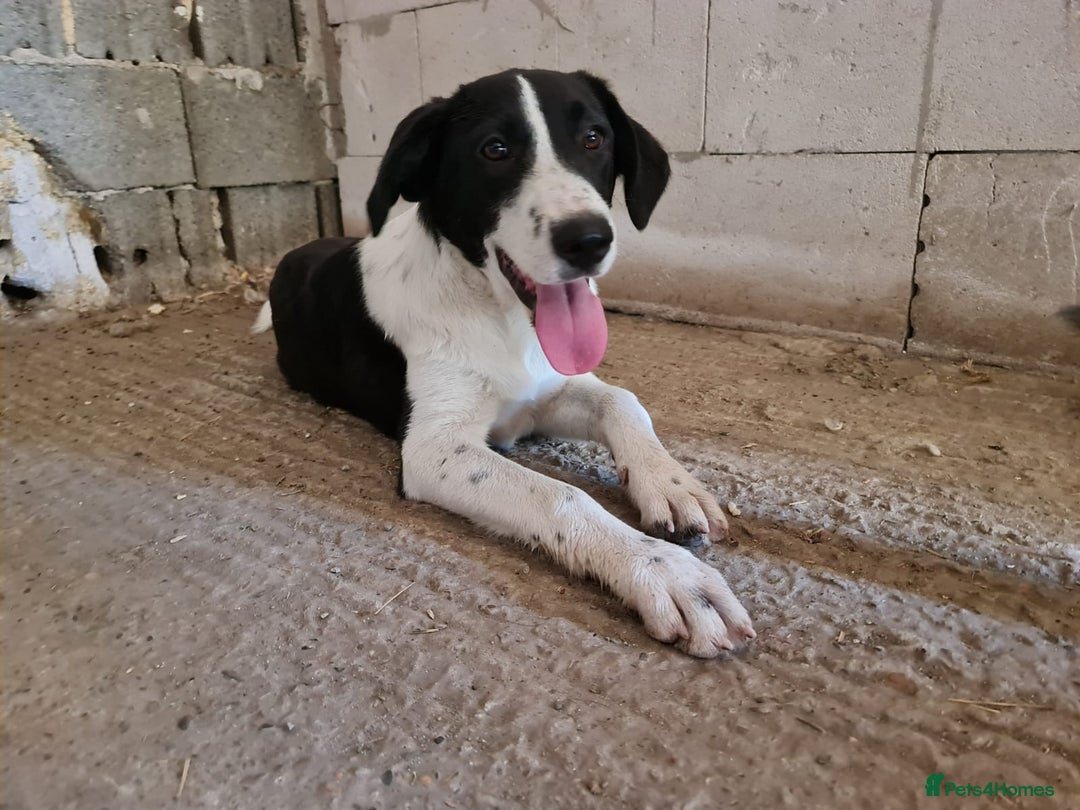 Mixed Breed dogs for adoption: NALA, a Lovely Girl - for a Loving Home - Image 5