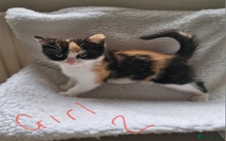 British Longhair cats for sale: 3 female bsh cross  - Image 4
