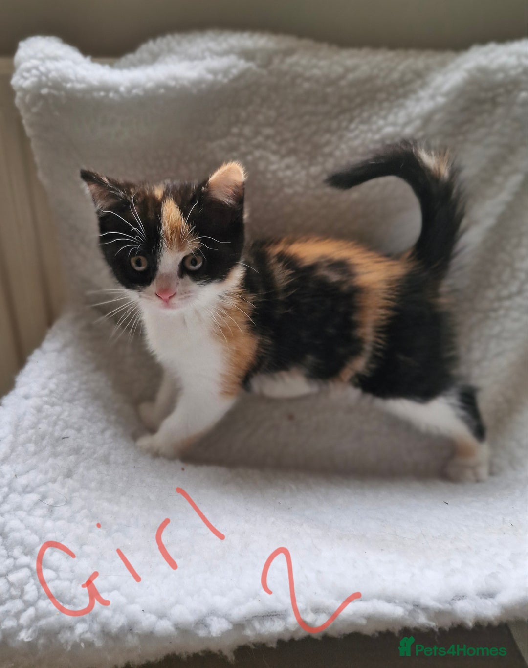 British Longhair cats for sale: 3 female bsh cross  - Image 4