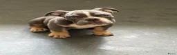 English Bulldog dogs for sale: English bulldogs PUPPIES only 2 female pups left! - Advert 2