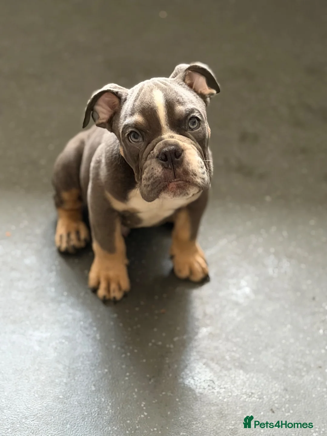 English Bulldog dogs for sale: English bulldogs PUPPIES only 2 female pups left! - Advert 2