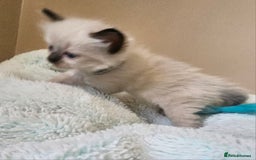Ragdoll cats for sale: 7 beautiful fluffy Ragdoll cats.  - Image 30