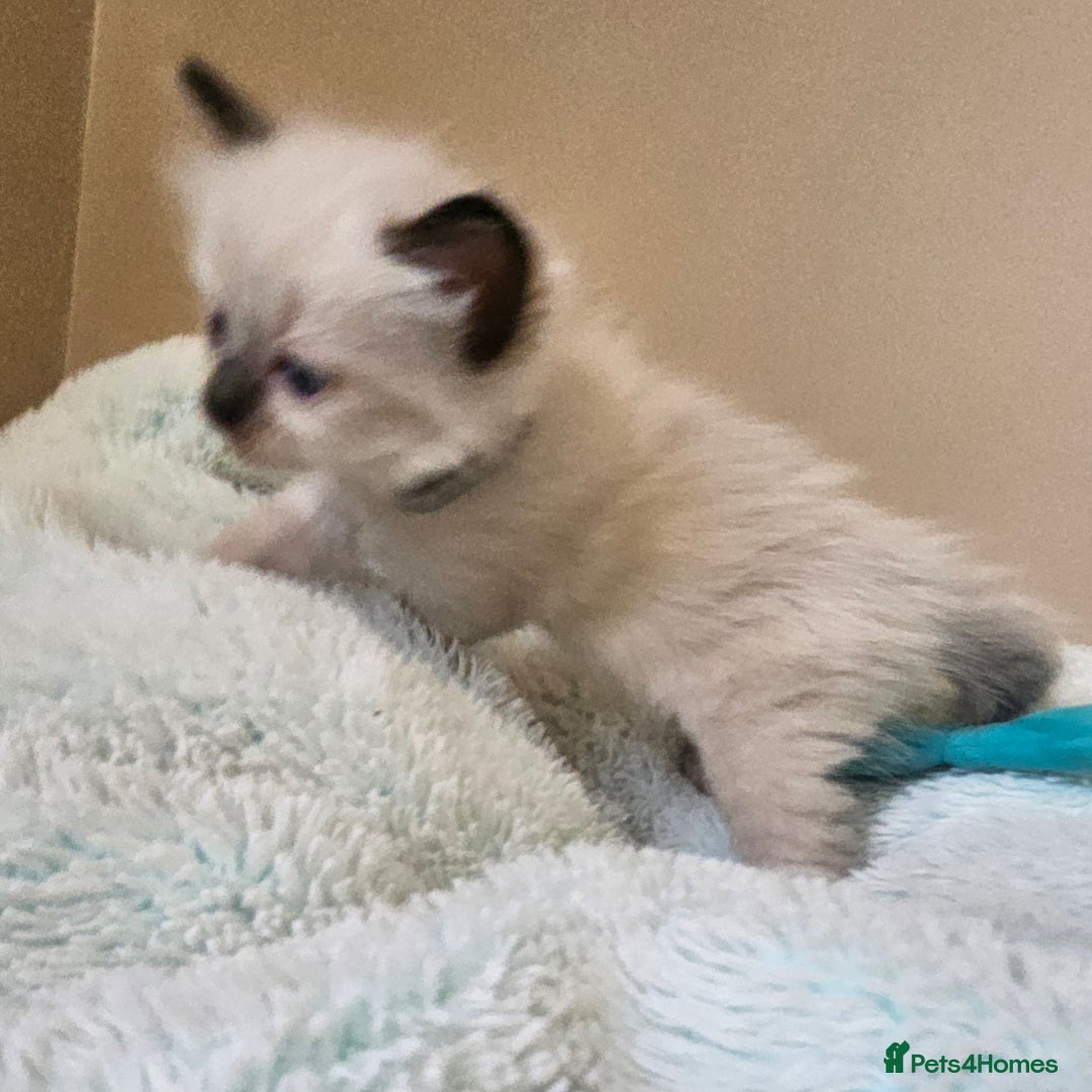Ragdoll cats for sale: 7 beautiful fluffy Ragdoll cats.  - Image 30