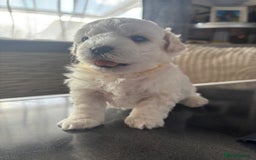 Bichon Frise dogs for sale: bichon frise - Image 1