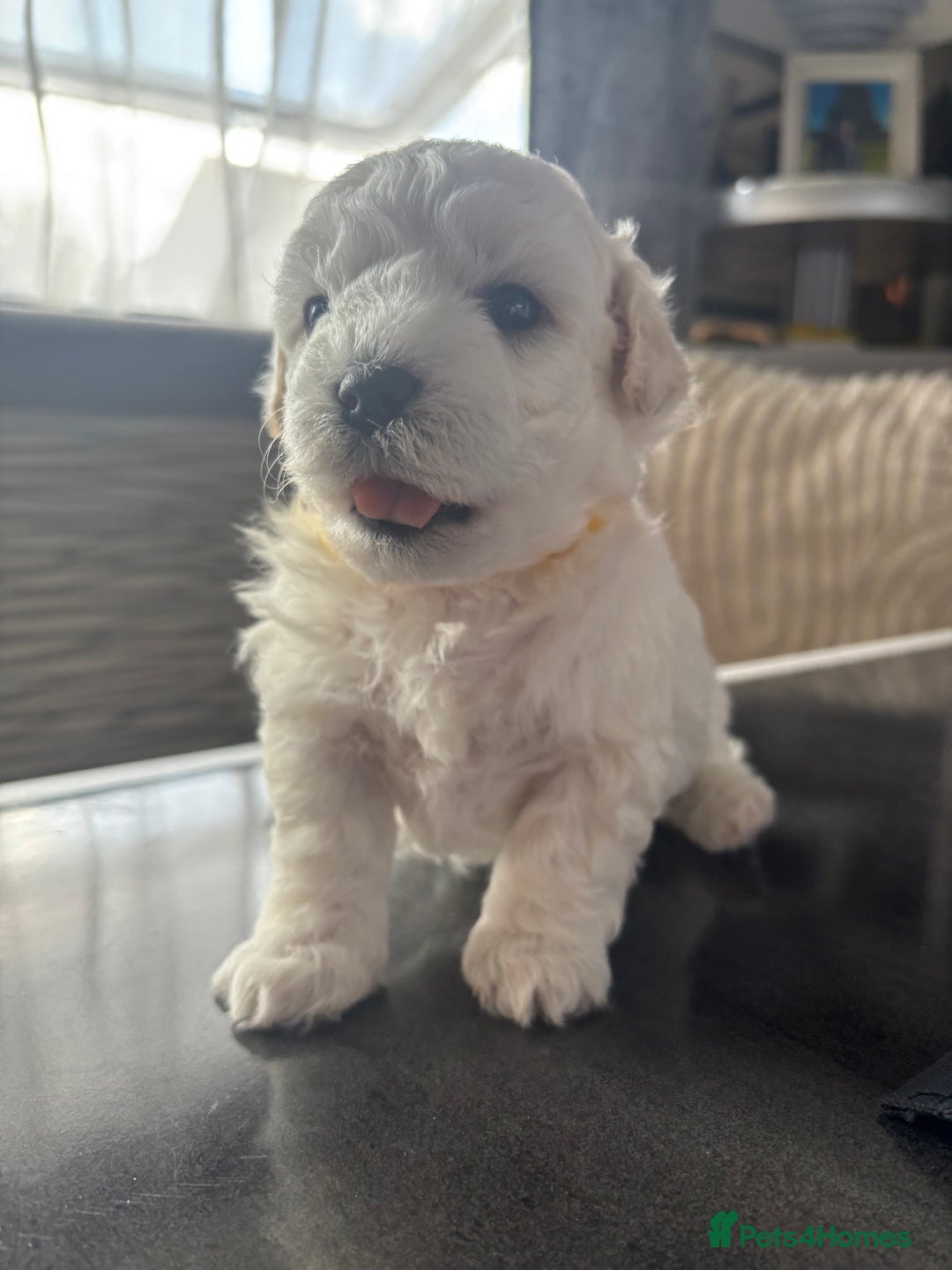 Bichon Frise dogs for sale: bichon frise - Image 1