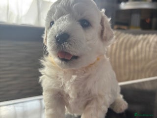 Bichon Frise dogs - Advert 3