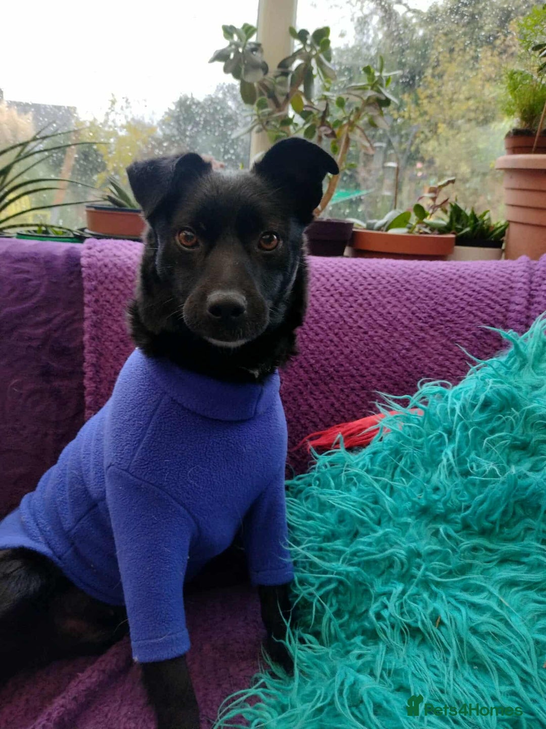 Mixed Breed dogs for adoption: Spirit is looking for her forever home! - Advert 4