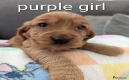 Cocker Spaniel dogs for sale: Cocker spaniel puppies - Advert 12