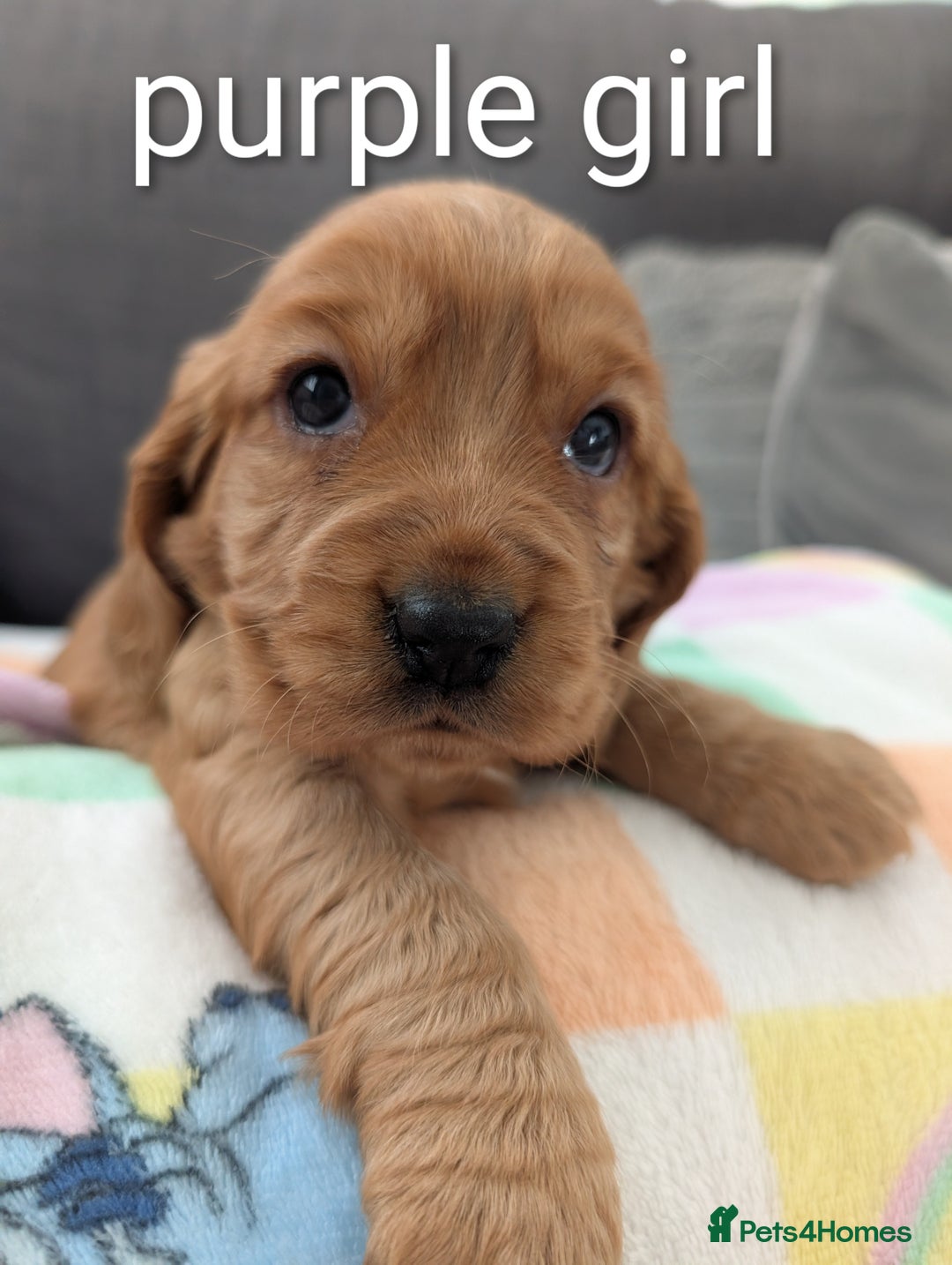 Cocker Spaniel dogs for sale: Cocker spaniel puppies - Advert 12