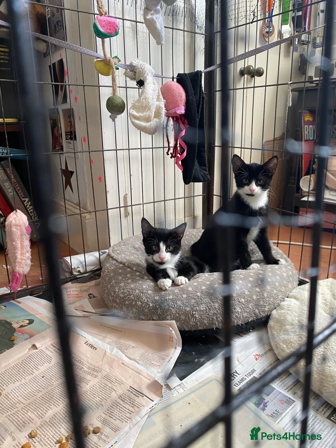 Mixed Breed cats for sale: Friendly kittens looking for homes ! - Image 1