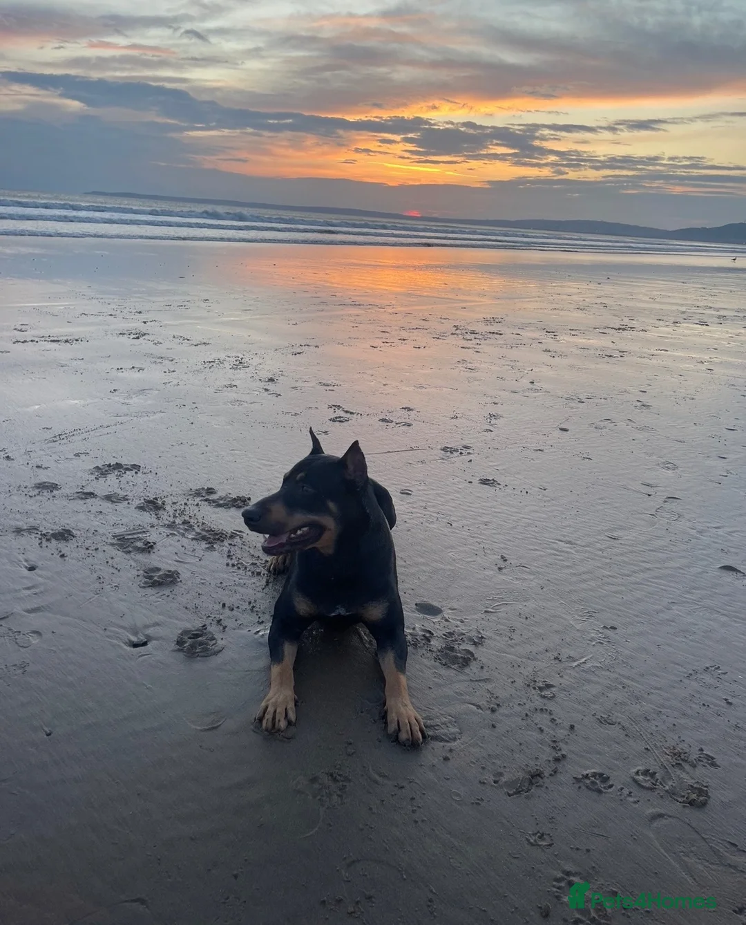 Mixed Breed dogs for sale: Very well trained dog  - Advert 2