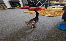 Domestic Shorthair cats for sale: Tabby kitten  - Image 3