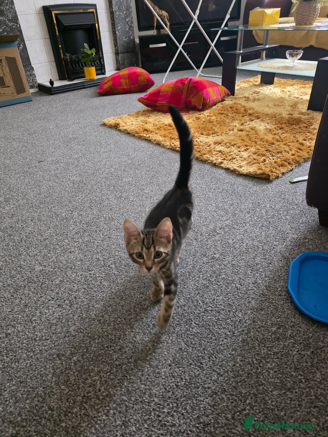 Domestic Shorthair cats for sale: Tabby kitten  - Image 3