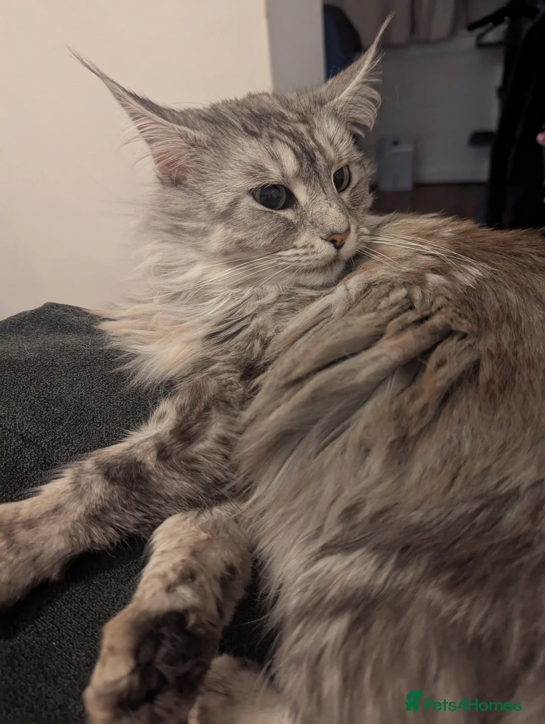 Maine Coon cats for sale: 2 x Purebred Maine Coone Females - Advert 1