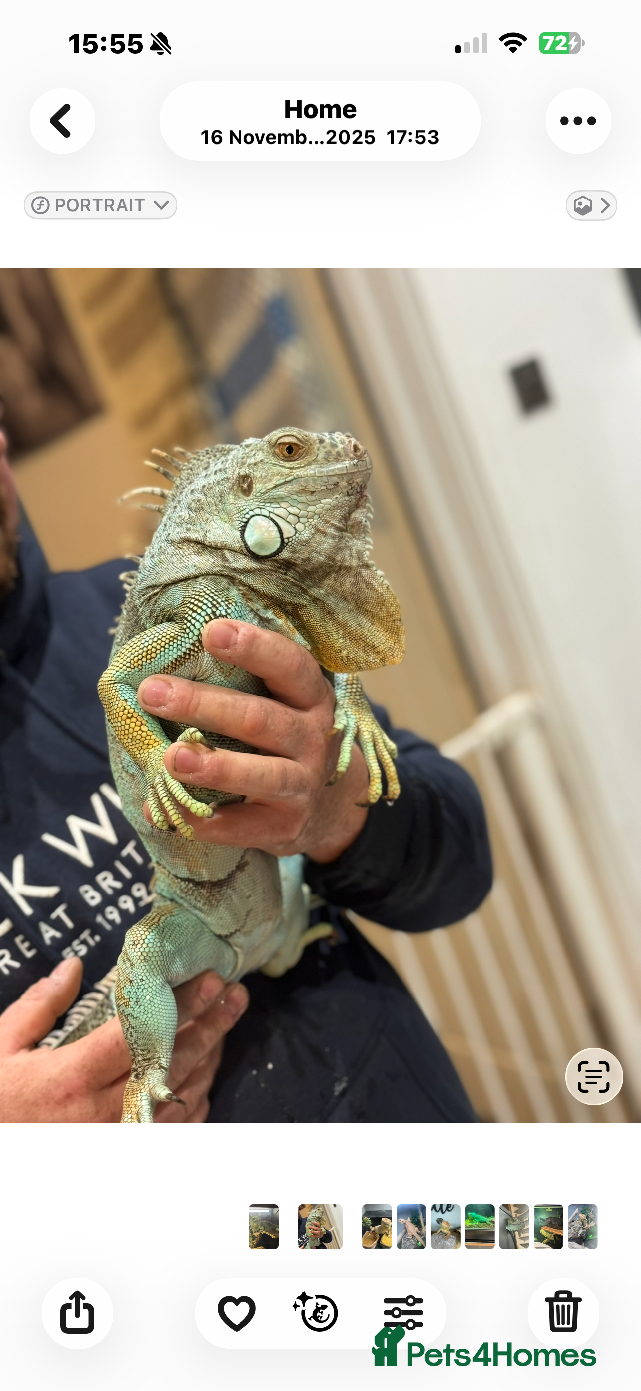 Iguana reptiles Blue Iguan - Advert 1