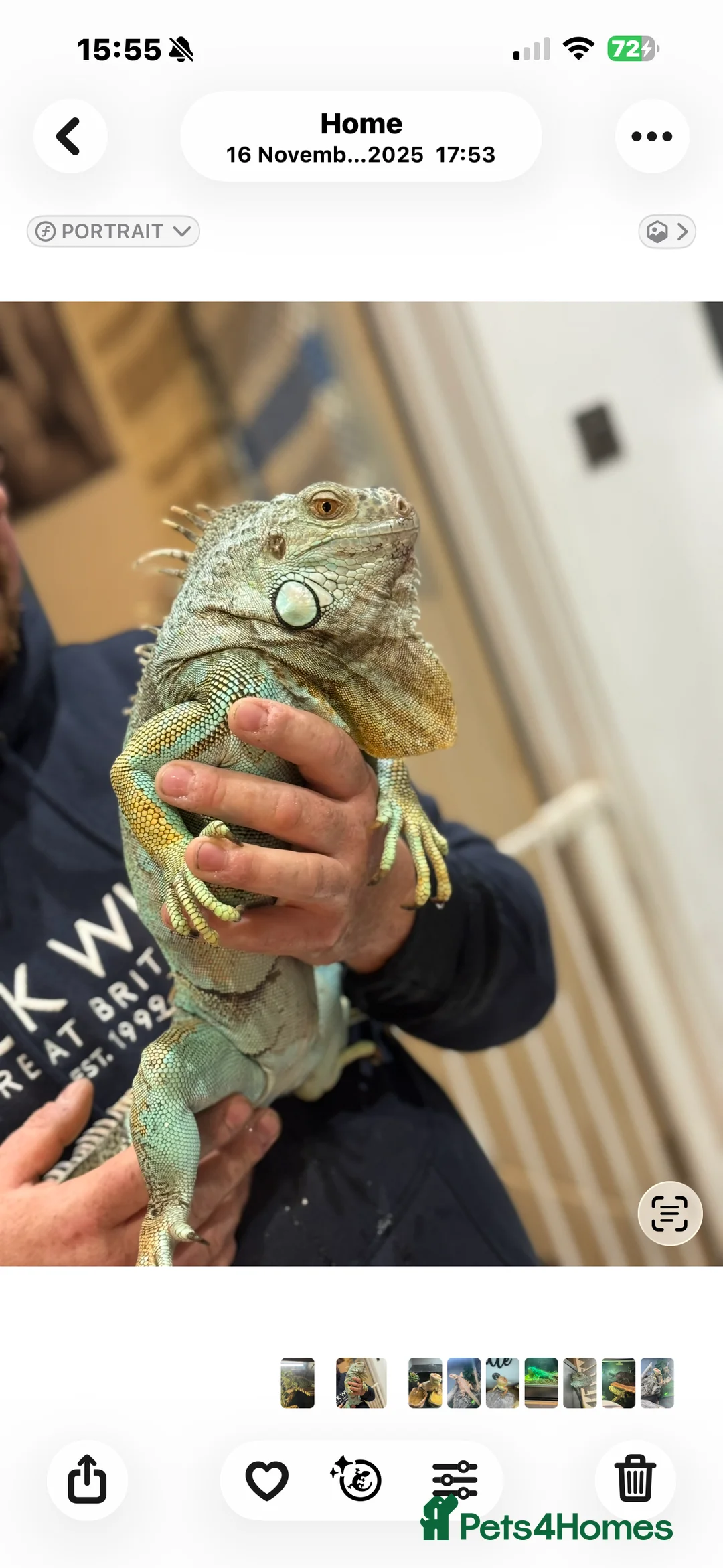 Iguana reptiles for sale: Blue Iguan - Advert 1