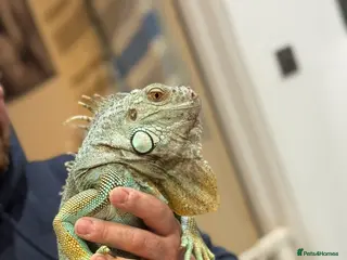 Iguana reptiles Blue Iguan - Advert 1