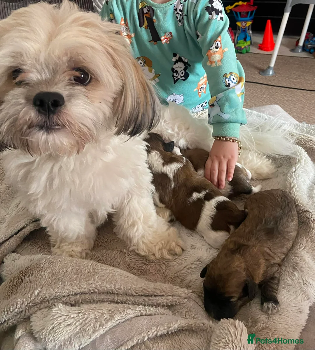 Mixed Breed dogs for sale: Adorable shihipoo family raised! in Hull - Advert 5