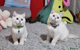 British Shorthair cats for sale: British shorthair kittens Champion parents  - Image 37