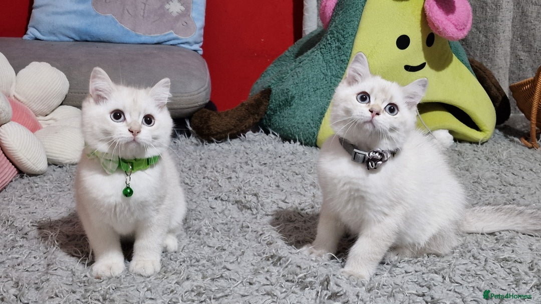 British Shorthair cats for sale: British shorthair kittens Champion parents  - Image 37
