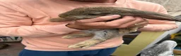 French Lop rabbits for sale: Male and female French lop babies forsale  - Advert 3