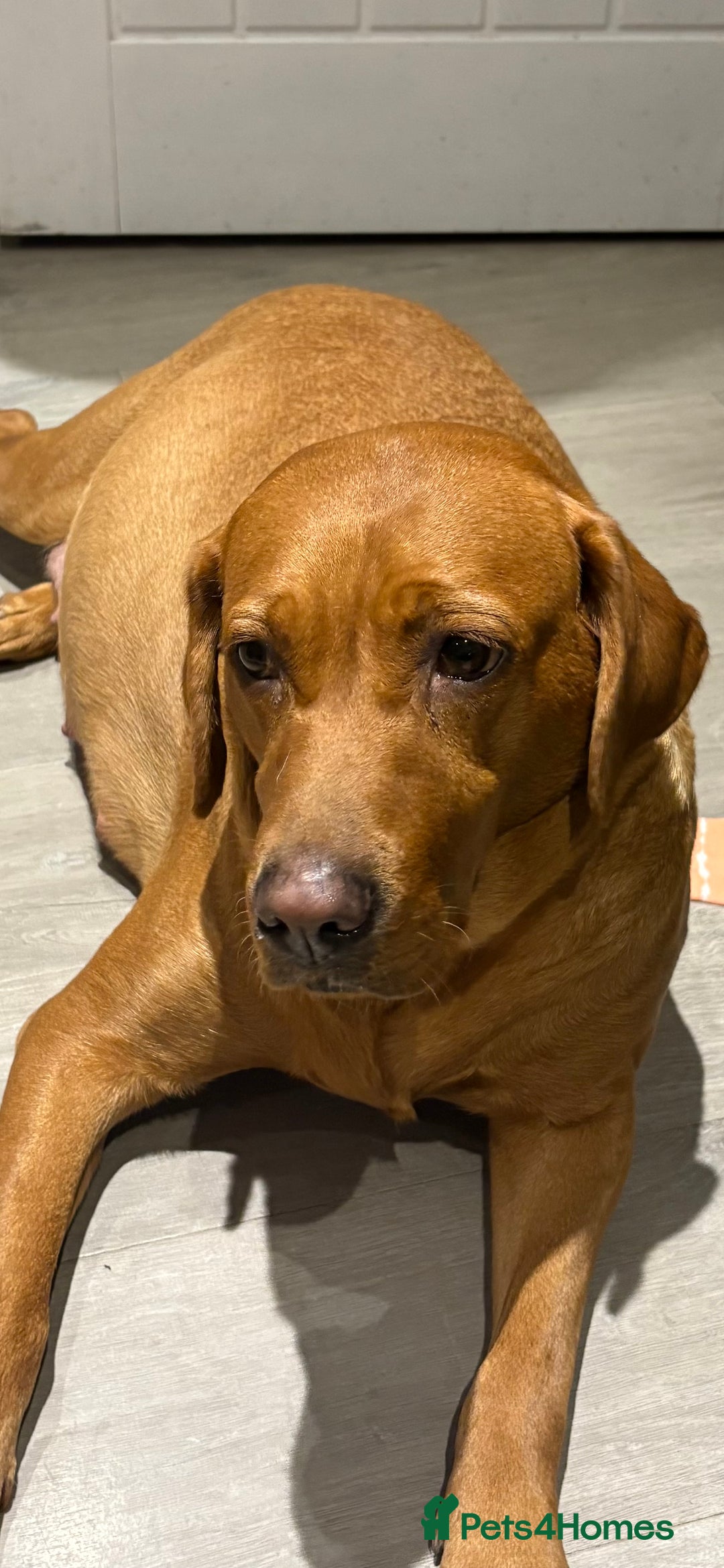 Labrador Retriever dogs for sale: KC Labrador puppies yellow / Red  - Advert 3