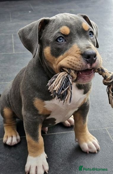 American Bully dogs 🏆🩸ABKC American pocket bully 🔥 - Advert 7