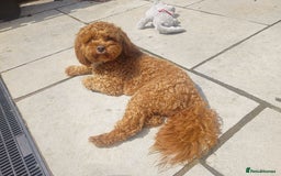 Cavapoo dogs for stud: Bertie the proven cavapoo stud  - Image 2