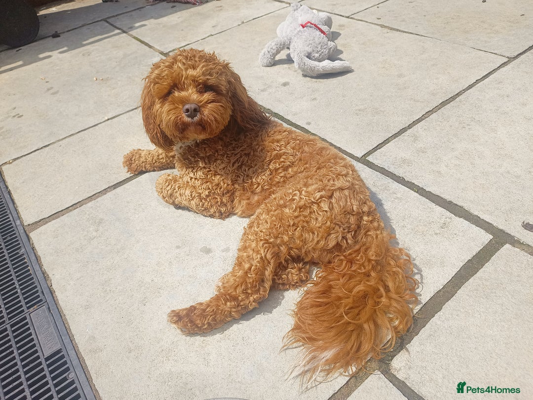 Cavapoo dogs for stud: Bertie the proven cavapoo stud  - Image 2