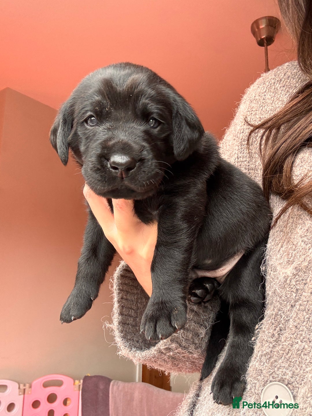 Labrador Retriever dogs for sale: Beautiful KC Labs / DRAKESHEAD - 1 BOY LEFT! - Advert 31
