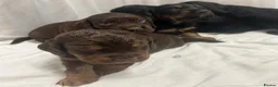 Cocker Spaniel dogs for sale: 🐾 GORGEOUS COCKER SPANIEL PUPPIES 🐾 - Advert 17