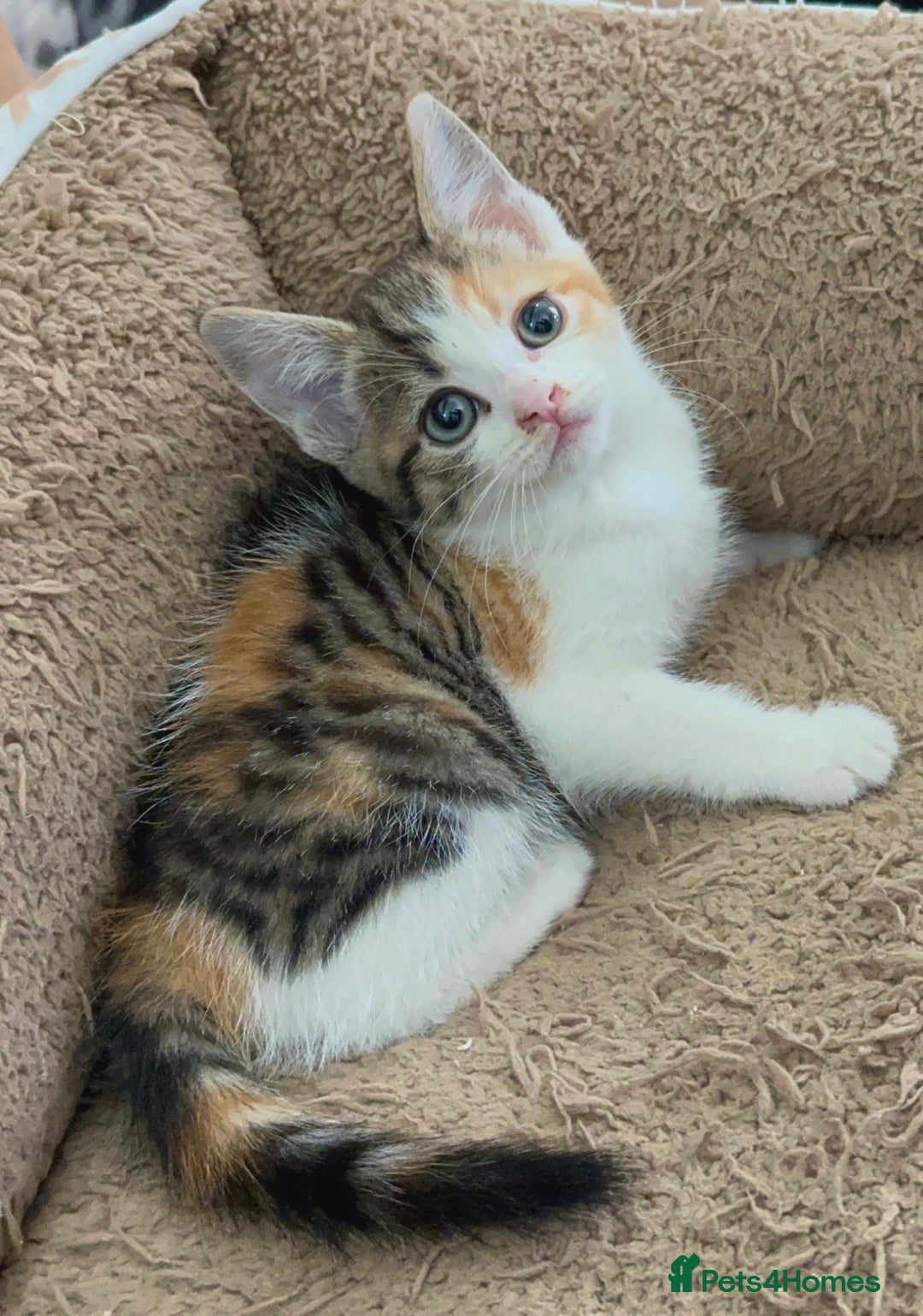 Mixed Breed cats for sale: Beautiful Kittens Ready for a Loving Home 🐾 - Advert 16