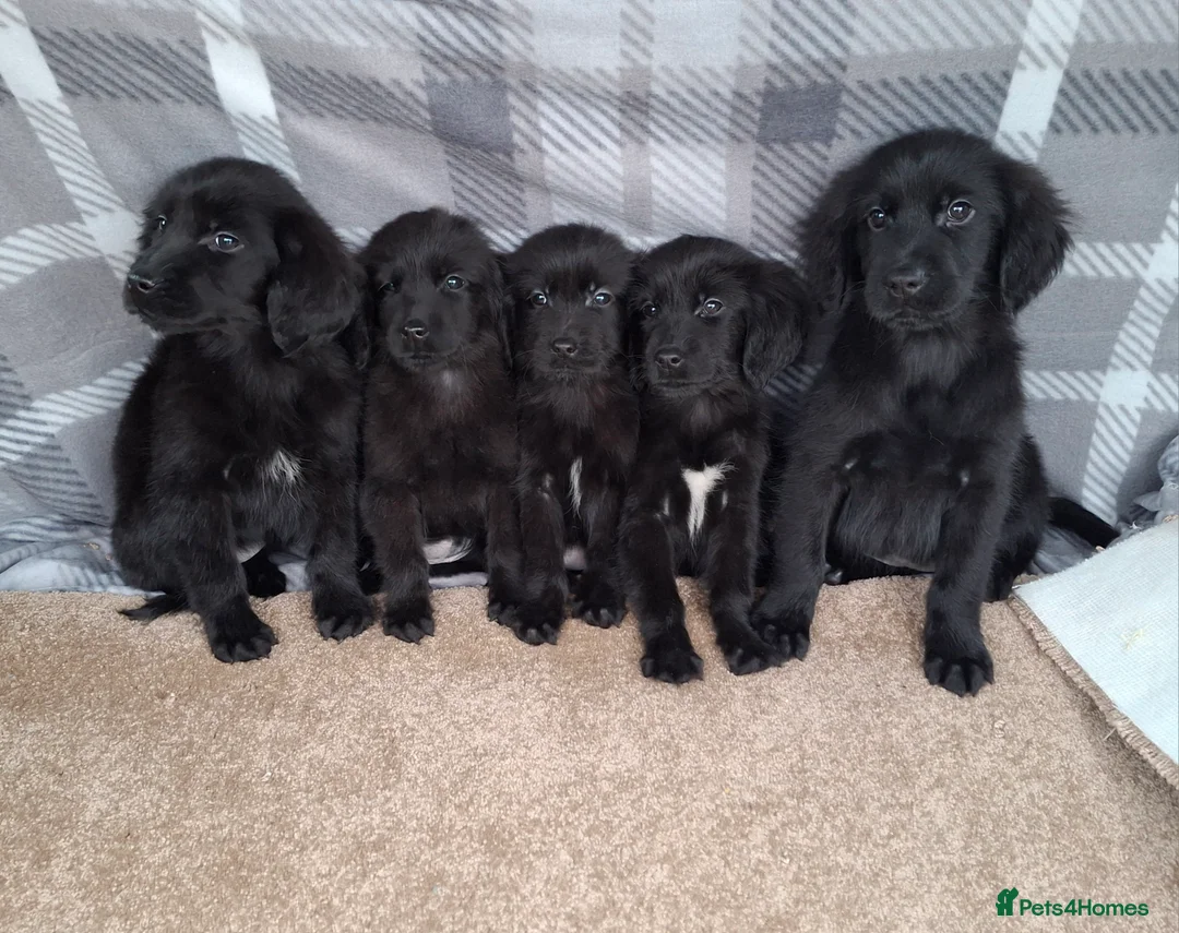 Mixed Breed dogs for sale: flat coated retriever x golden retriever puppies. - Advert 10